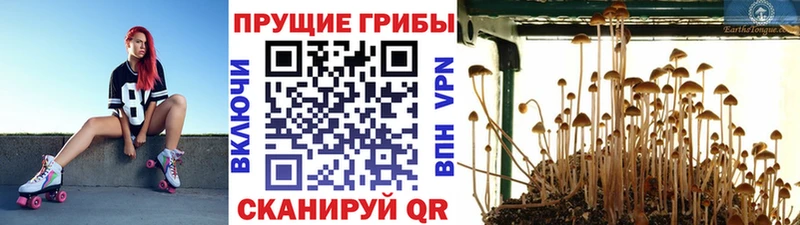 что такое наркотик  Шали  Галлюциногенные грибы ЛСД 